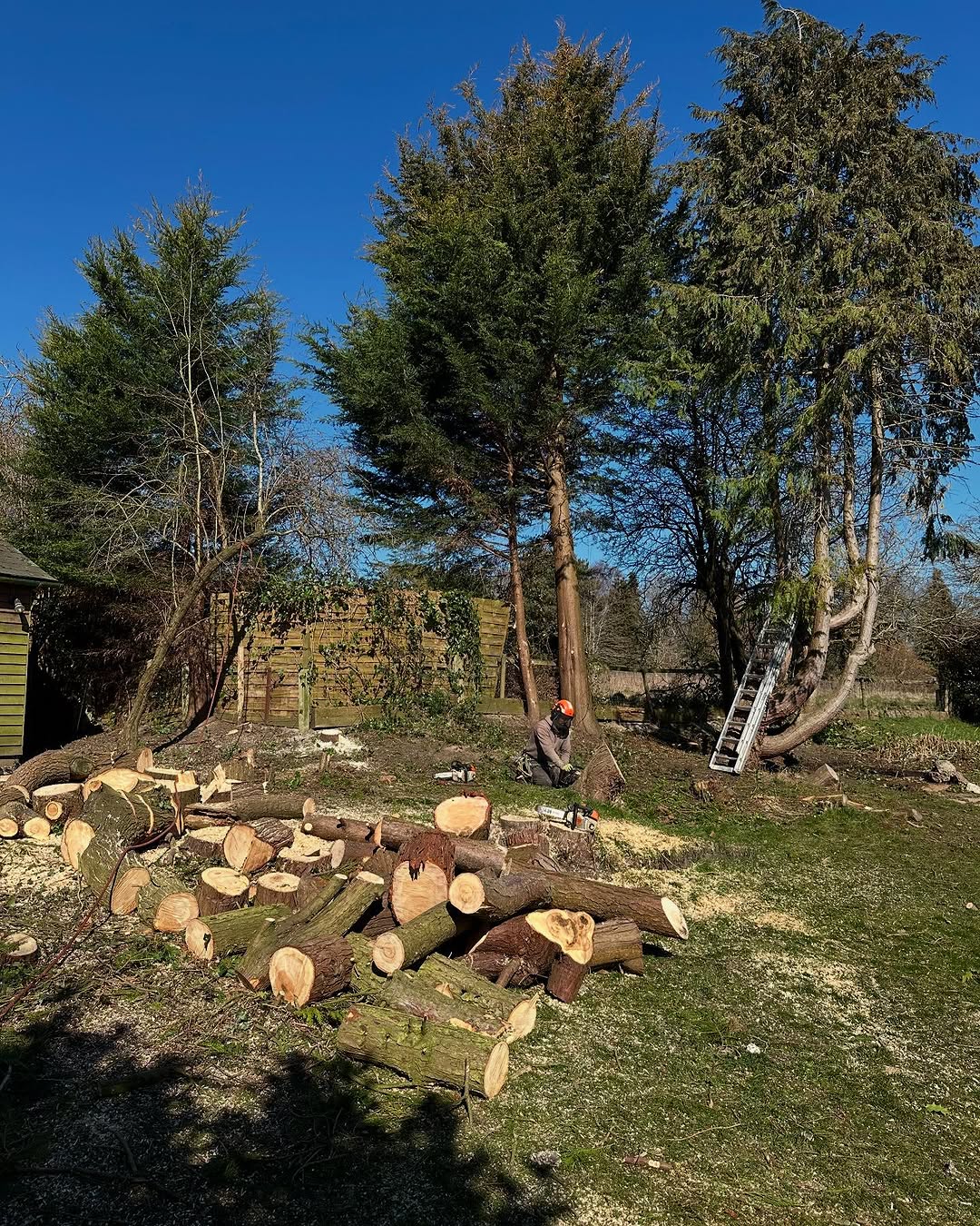 Precision Tree Felling & Dismantling specialists in Burgess Hill