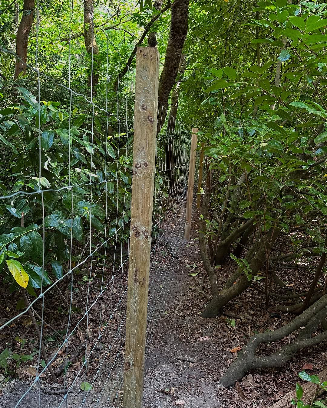 Precision Tree Felling & Dismantling specialists in Epsom