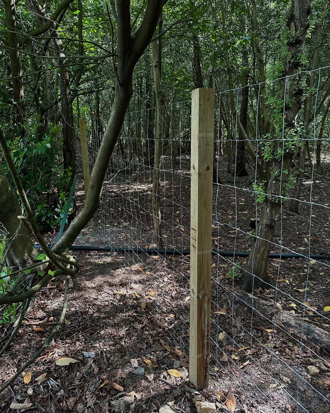 Hedge Trimming & Screening Restoration specialists in Steyning