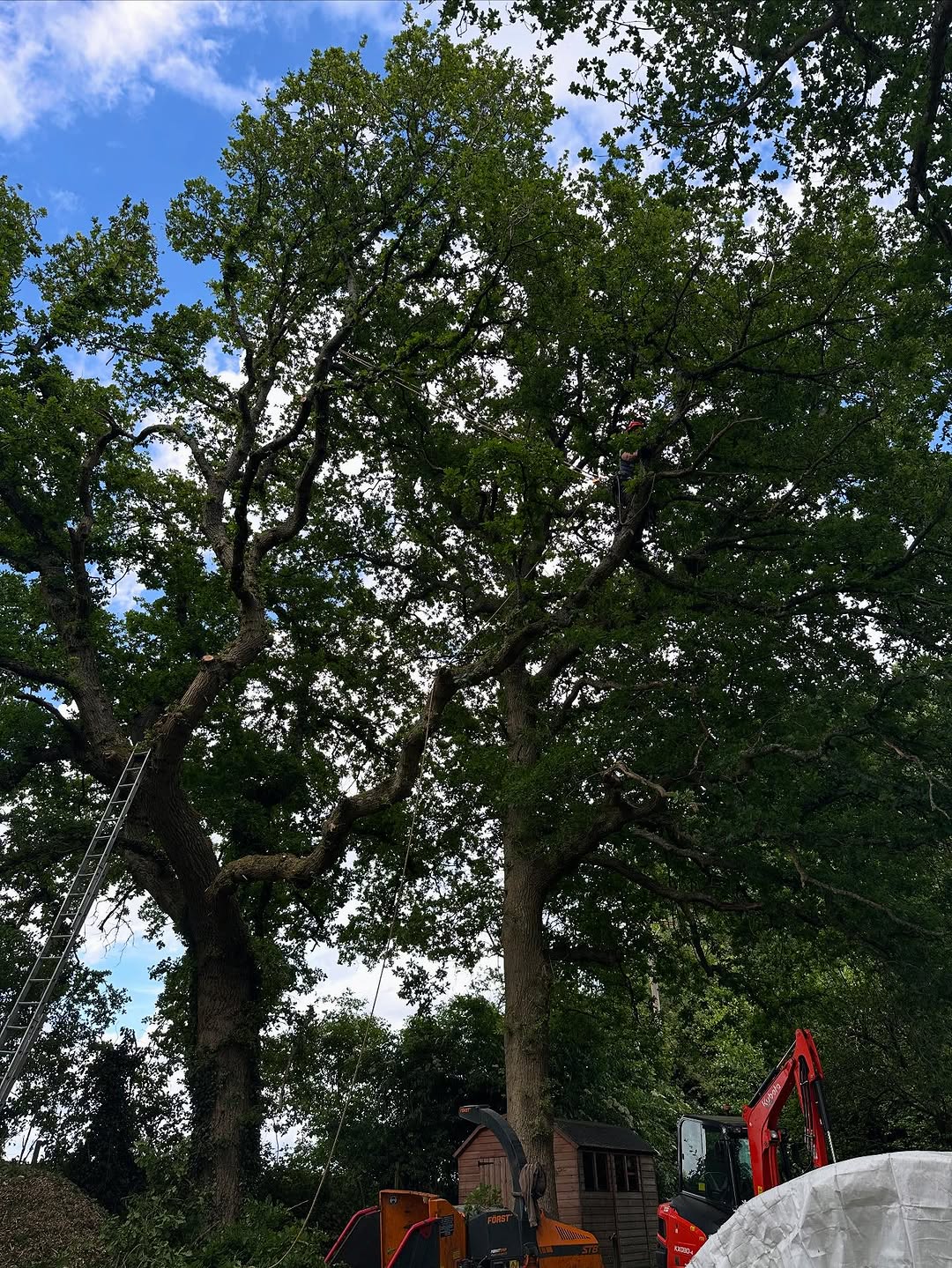 Ash Dieback (Chalara) Management specialists in Nutfield
