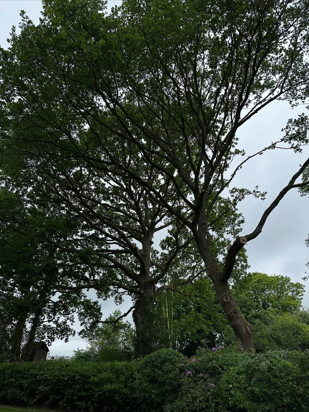 Precision Tree Felling & Dismantling specialists in Redhill