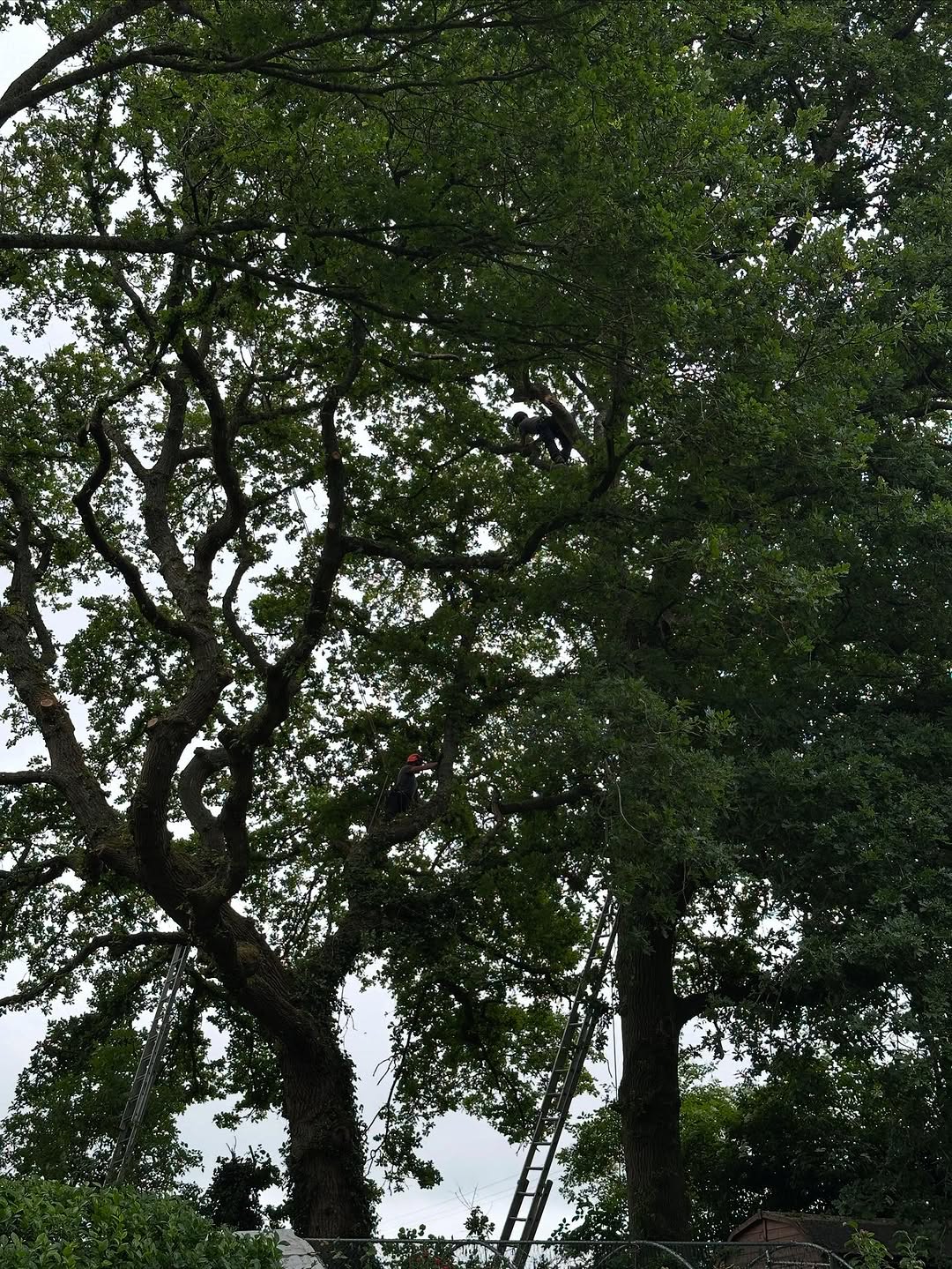 Structural Fencing & Boundary Security specialists in Petworth