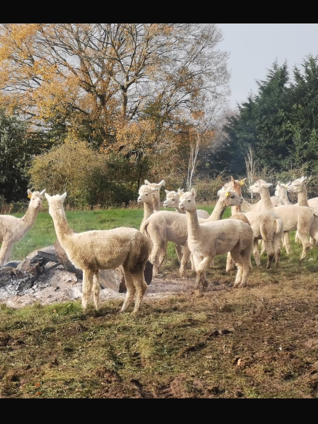 Commercial Site & Land Clearance specialists in Epsom