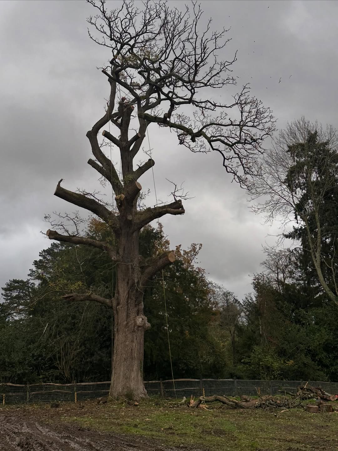 Oak Tree Conservation & TPO Support specialists in Guildford