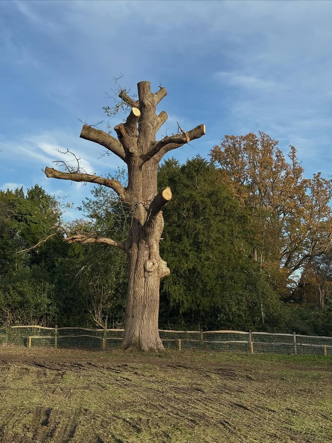 Hedge Trimming & Screening Restoration specialists in East Grinstead