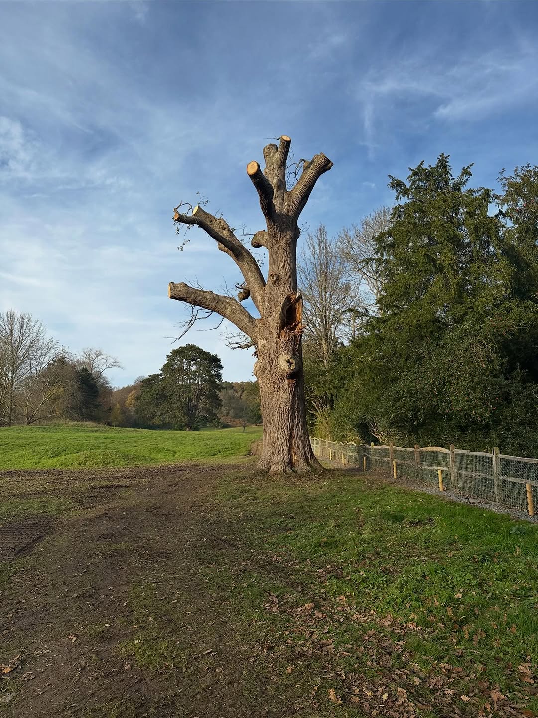 Expert Tree Pollarding specialists in Epsom