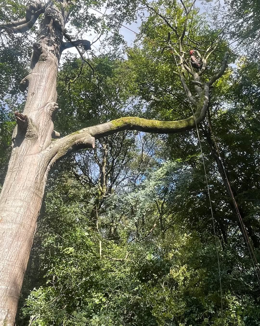 Crown Lifting vs. Crown Reduction: Precision Pruning in Crawley