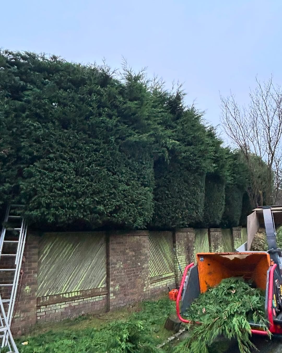 Crown Reshaping & Elite Pruning specialists in Nutfield
