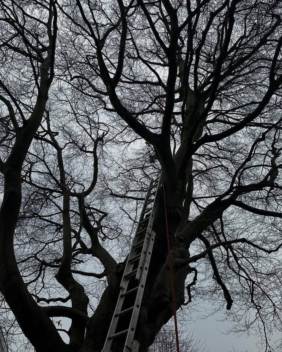 Crown Reshaping & Elite Pruning specialists in Burgess Hill