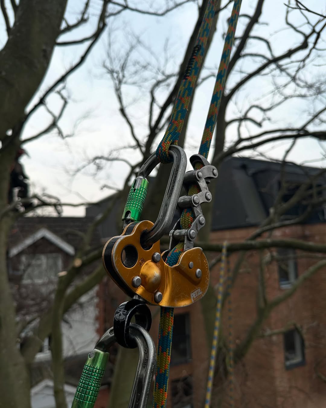Storm damage tree clearance in Lingfield