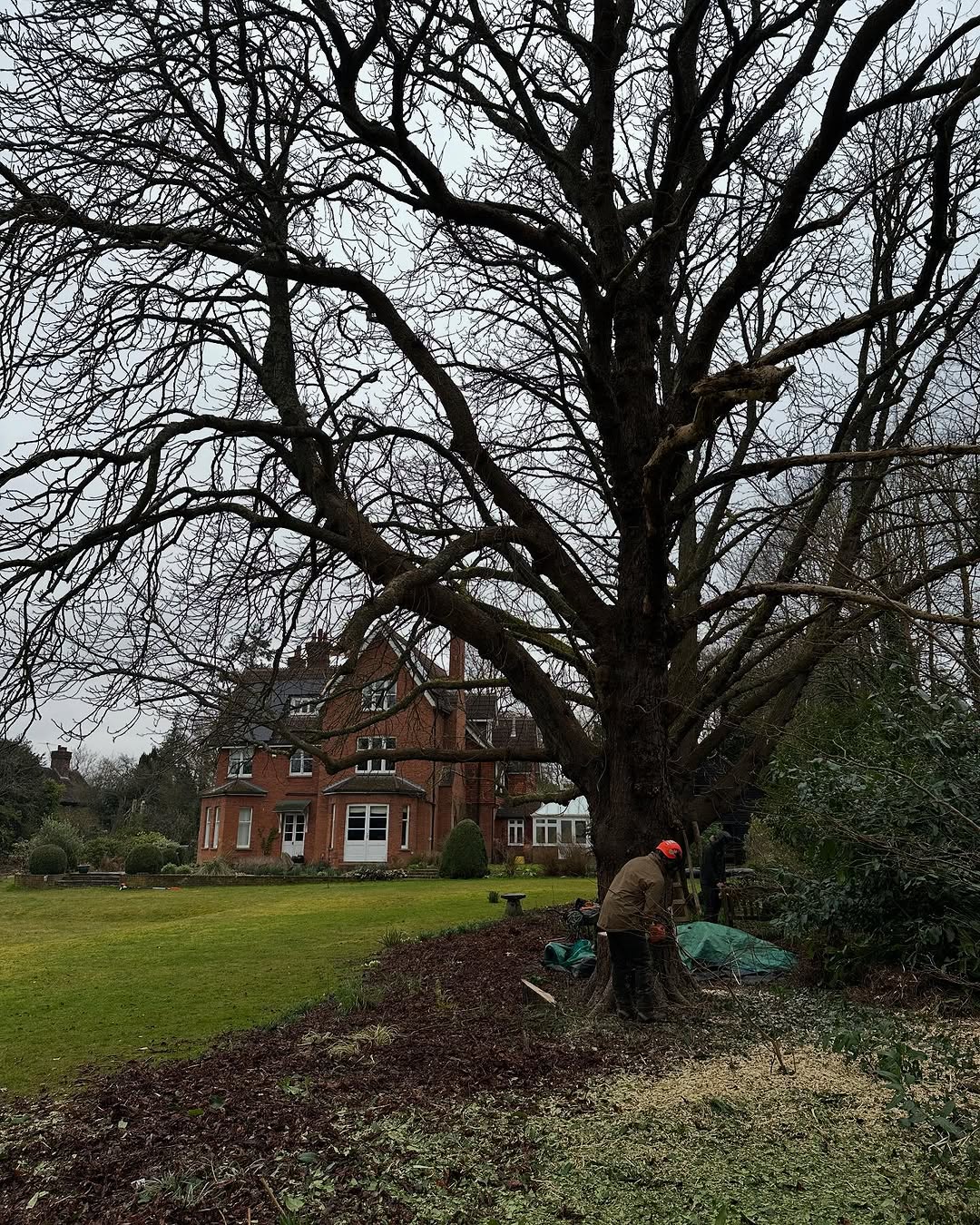 Expert Tree Pollarding specialists in Oxted