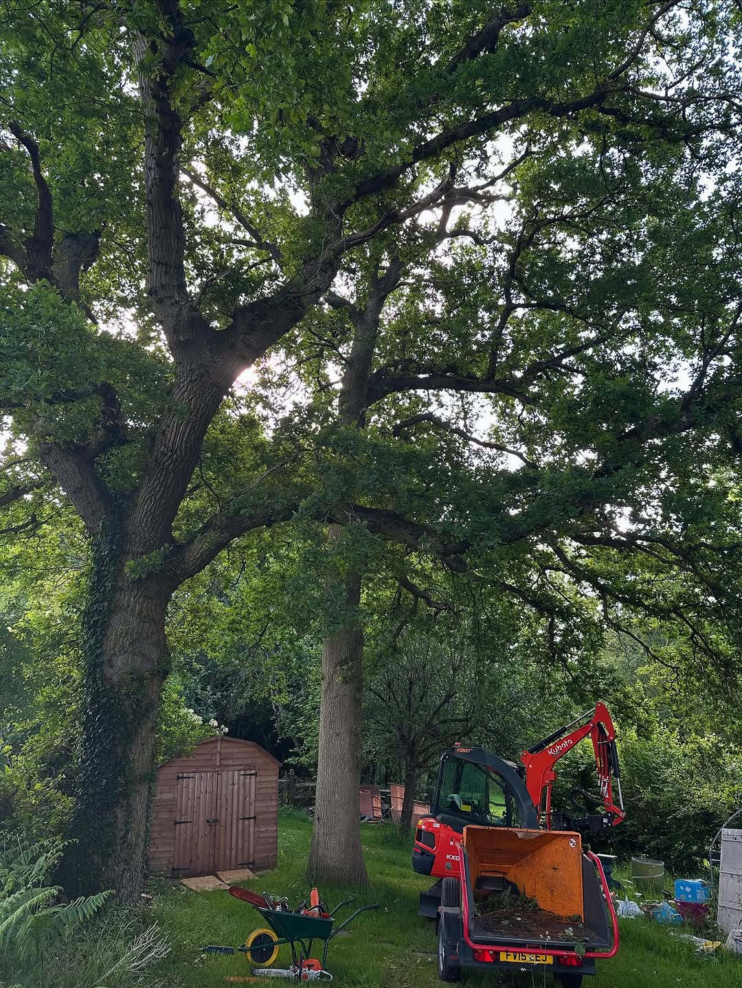 Expert Tree Pollarding specialists in East Grinstead