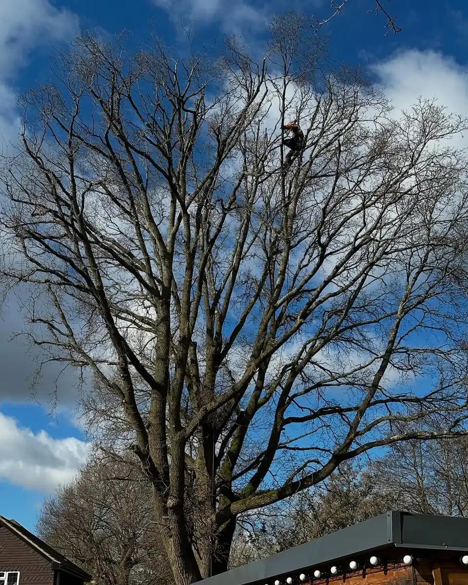 Tree climber working through a mature leafless canopy near a property roofline.