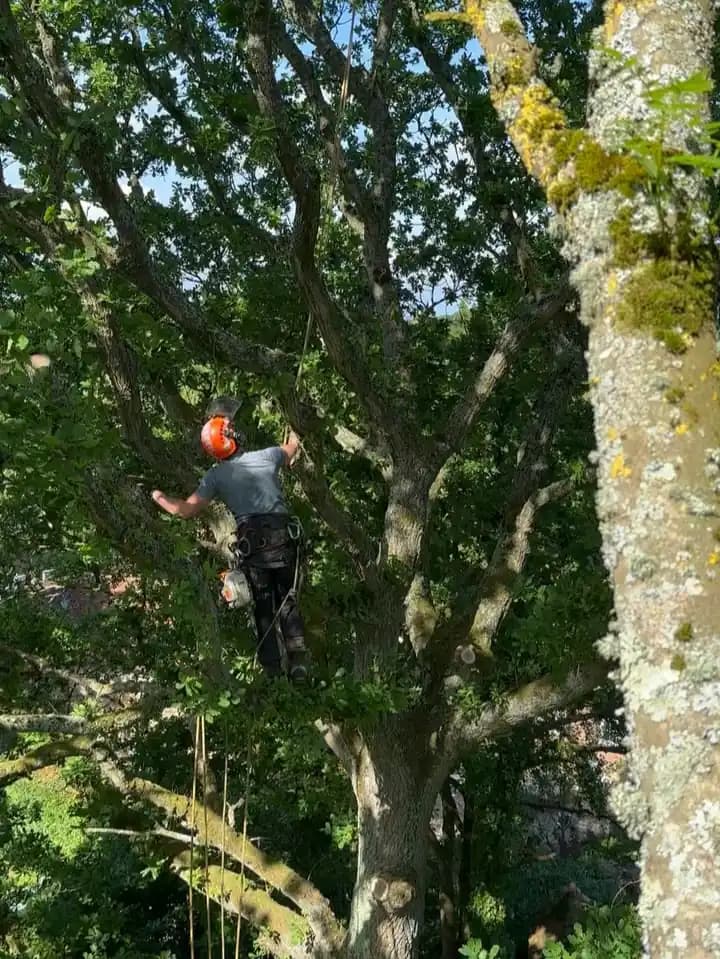 Arborist moving through a leafy canopy while carrying out selective pruning.