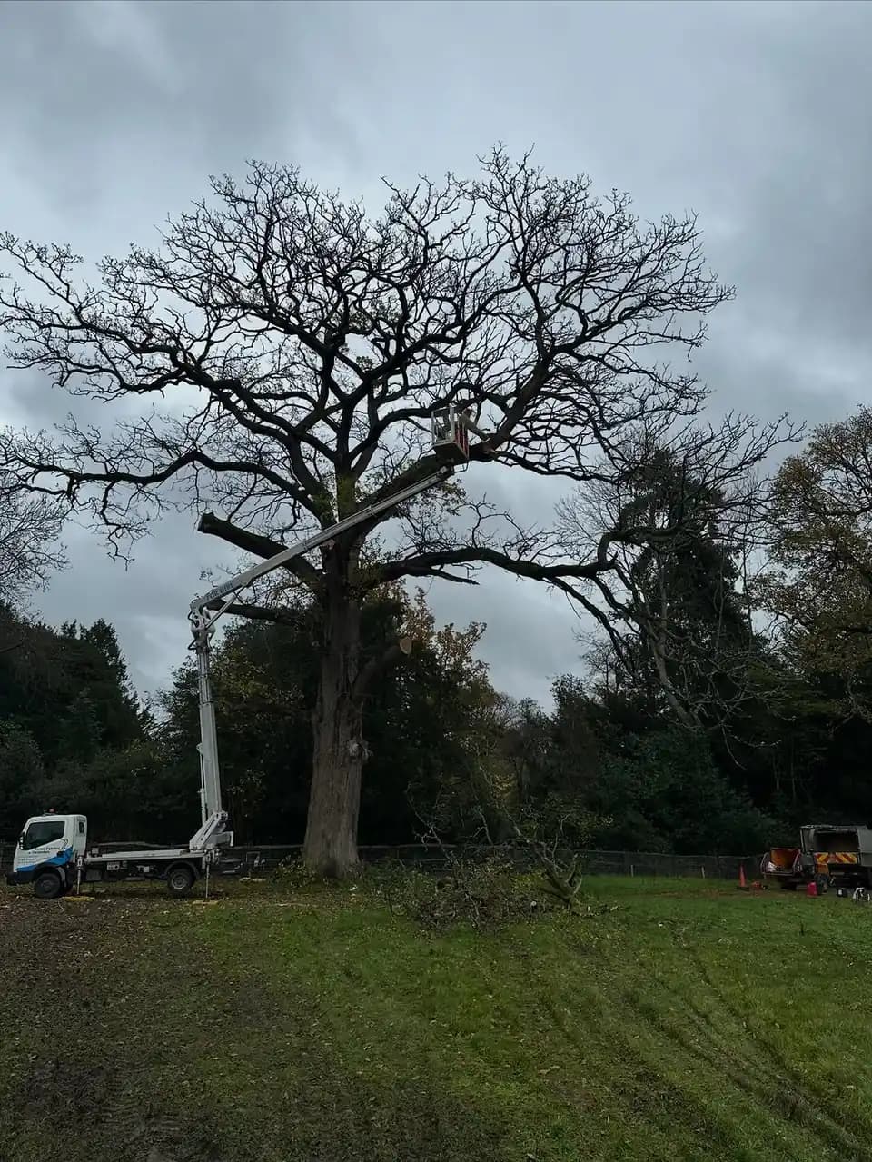 Professional arborists working on a Sussex tree surgery site