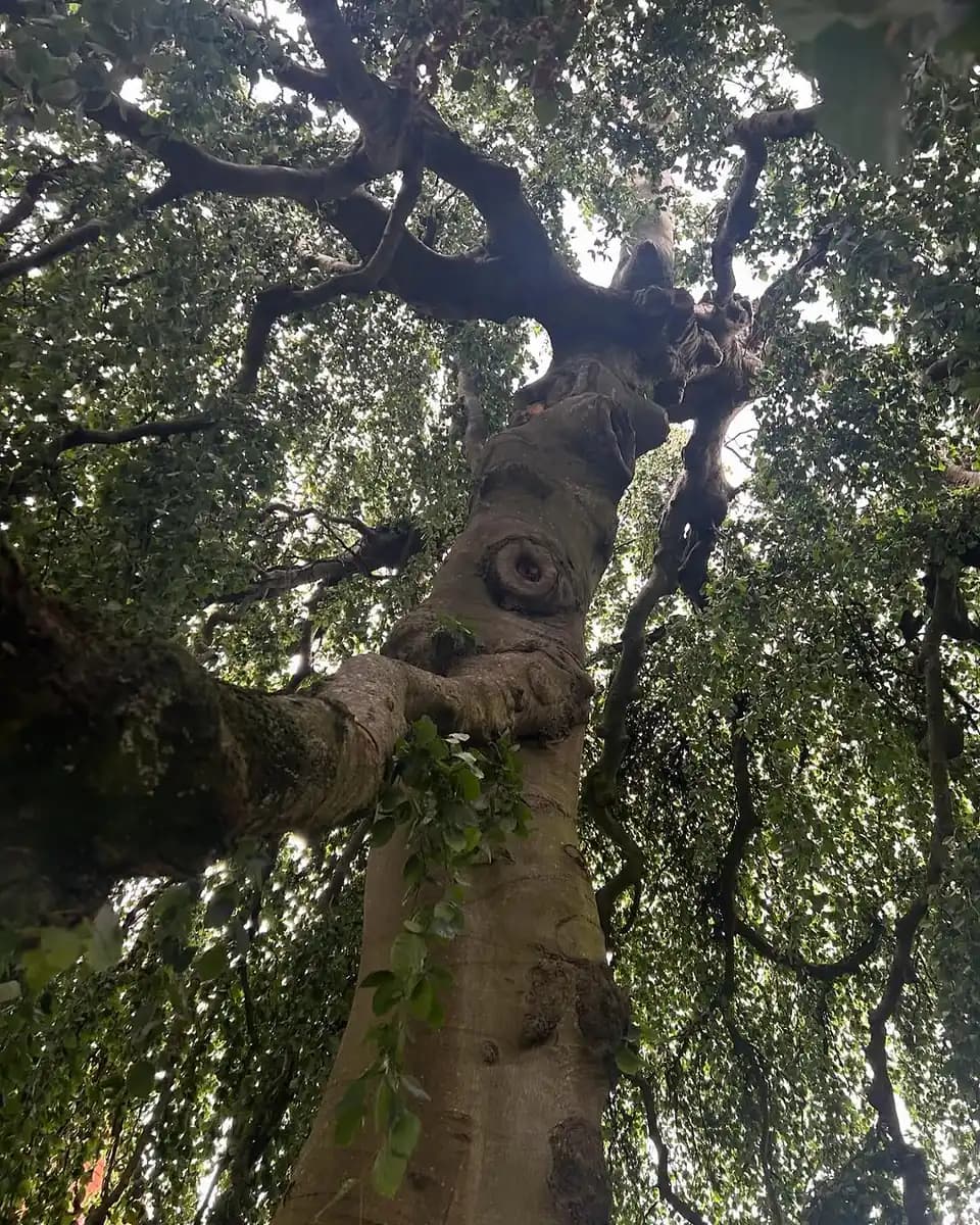 Low-angle view of a mature tree canopy used for tree inspection and conservation work.