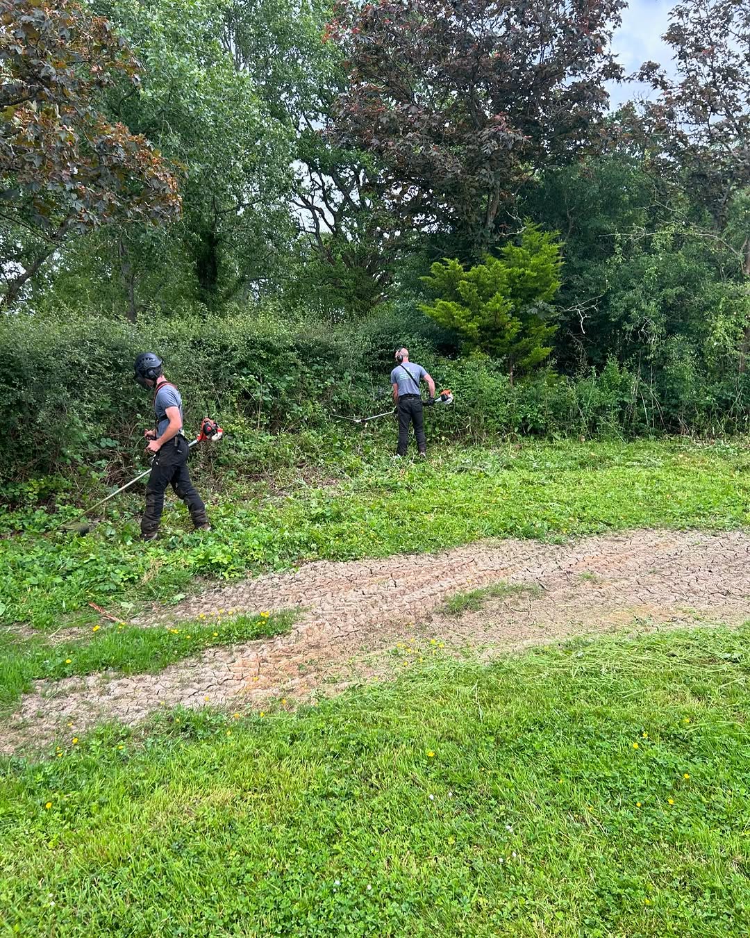 Estate Woodland Renovation specialists in Reigate