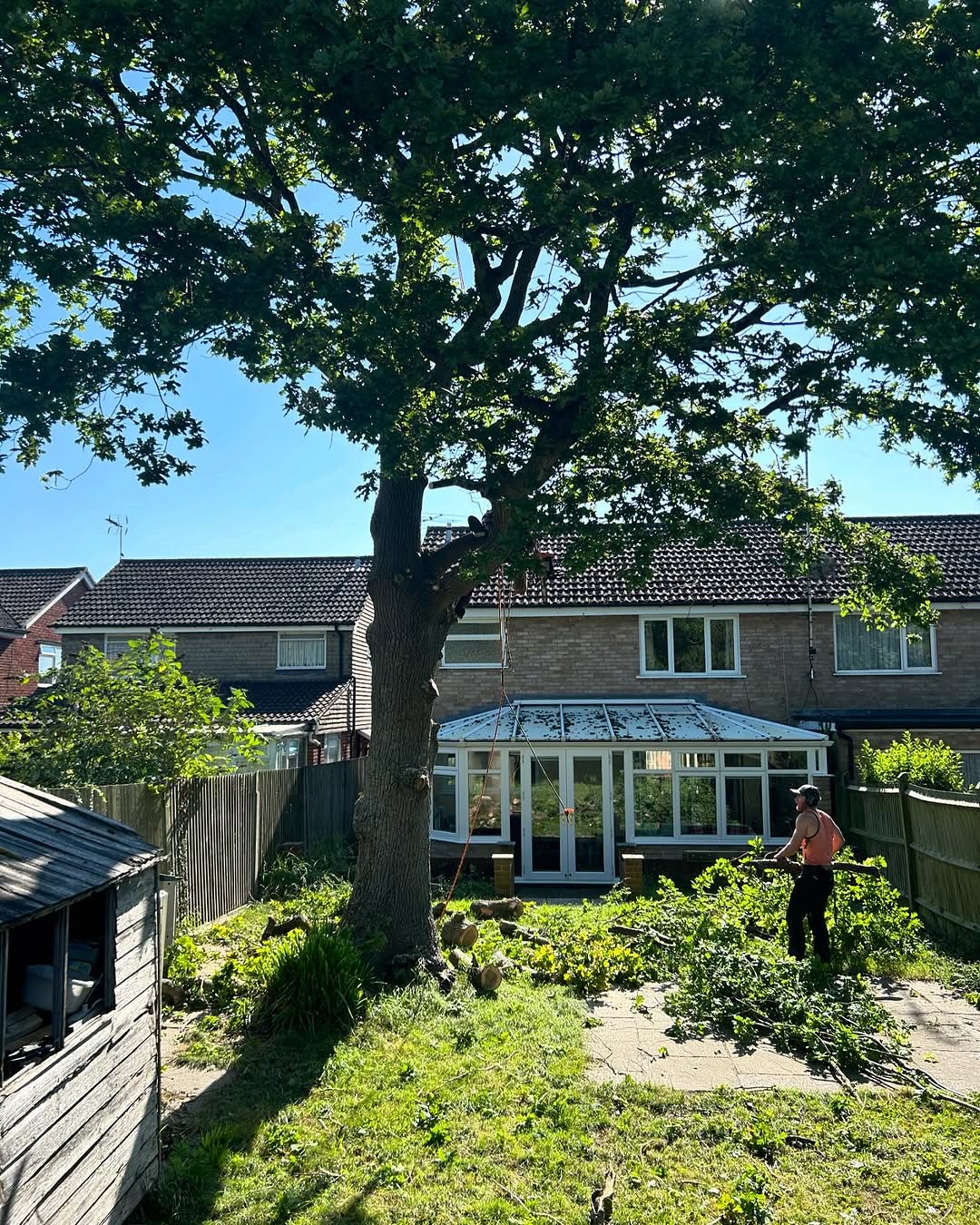 Ash Dieback (Chalara) Management specialists in Midhurst