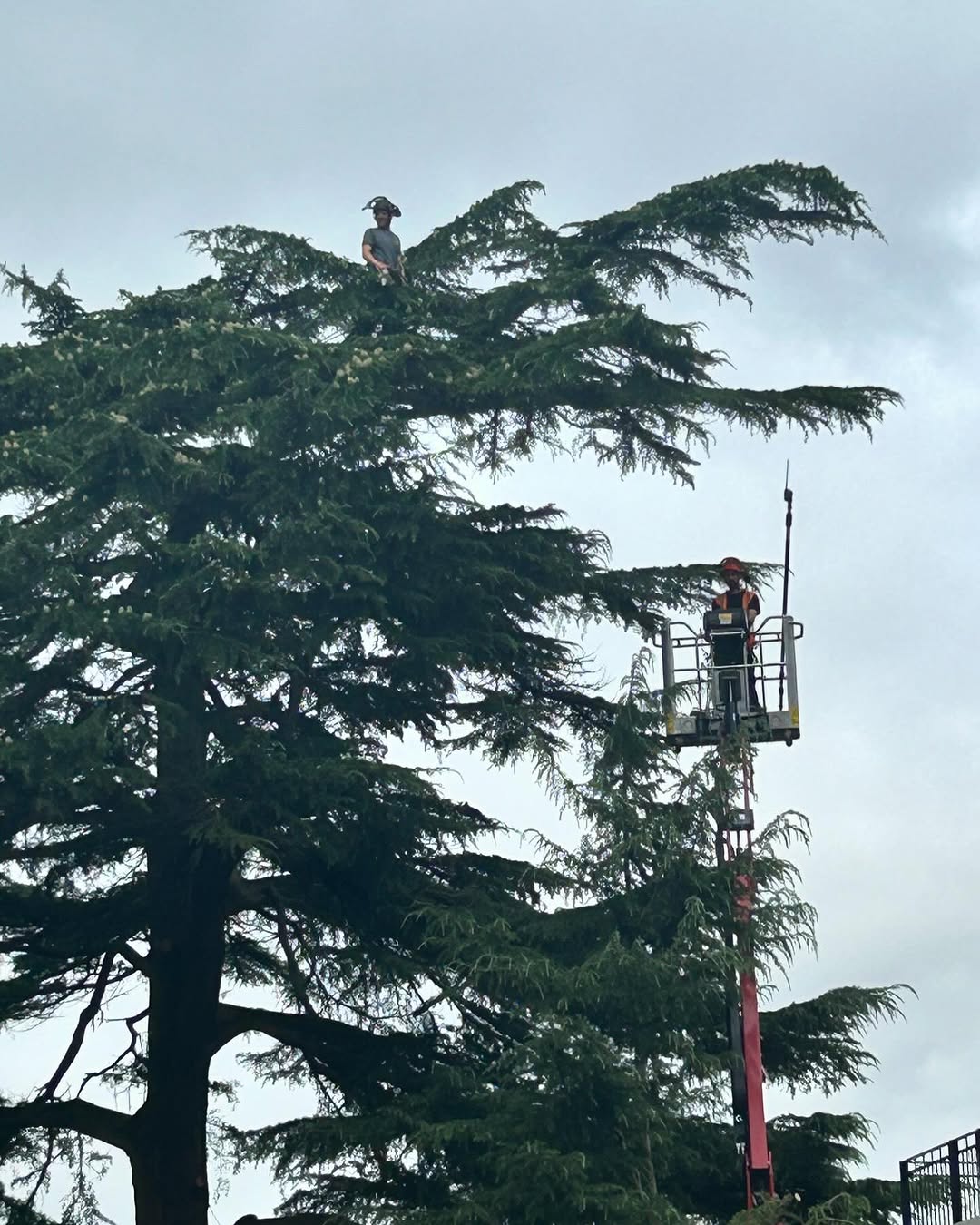 Oak Tree Conservation & TPO Support specialists in Reigate