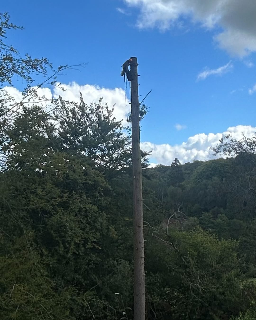Arborist working safely in Chichester