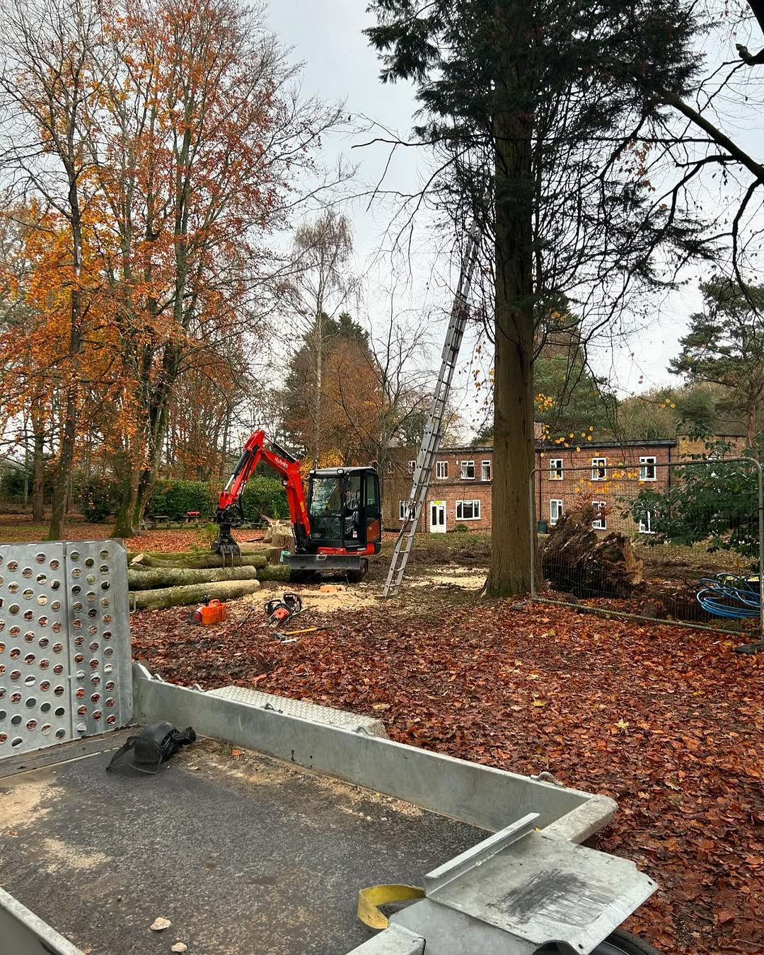 Expert Tree Pollarding specialists in Midhurst