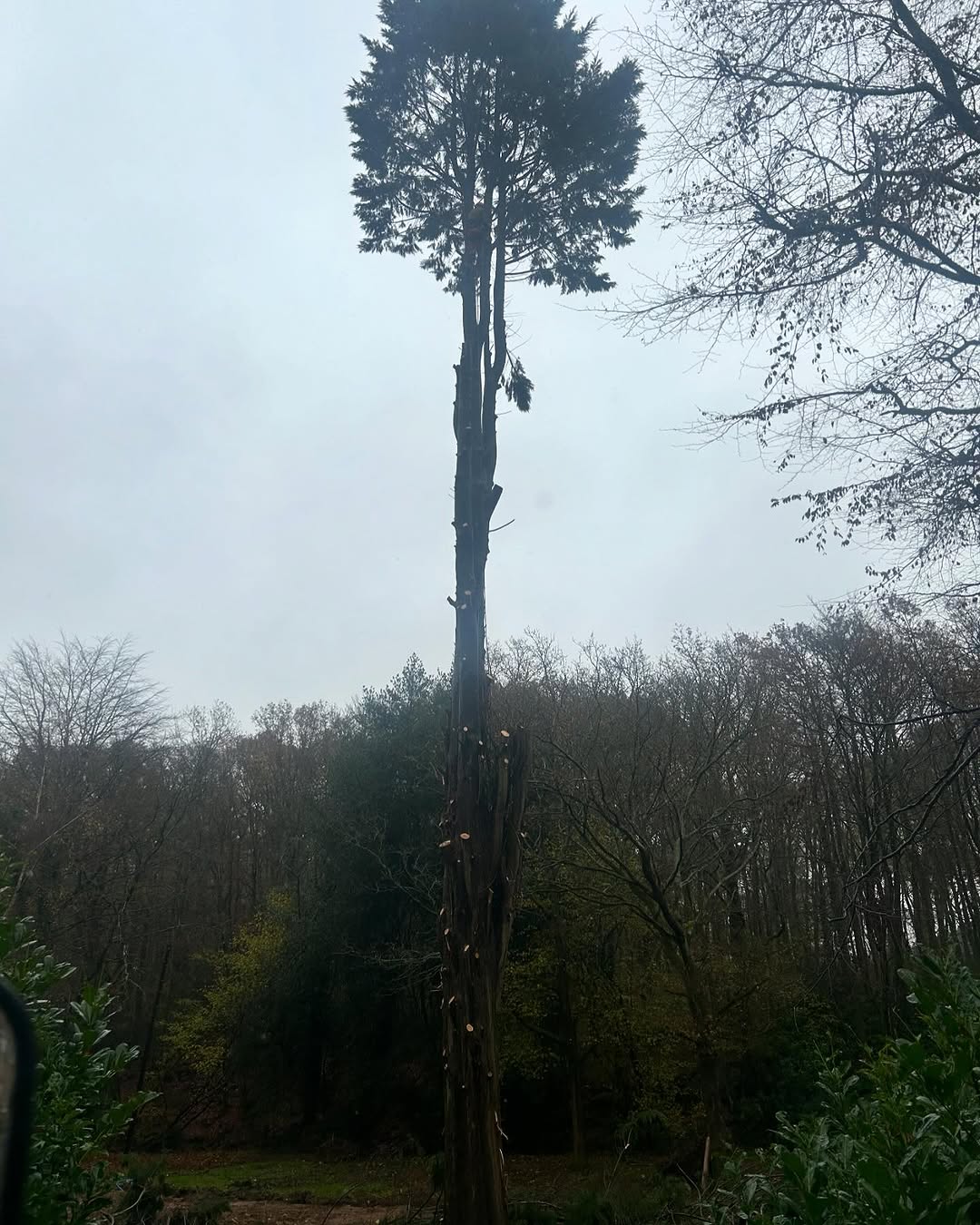 Oak Tree Conservation & TPO Support specialists in Chichester