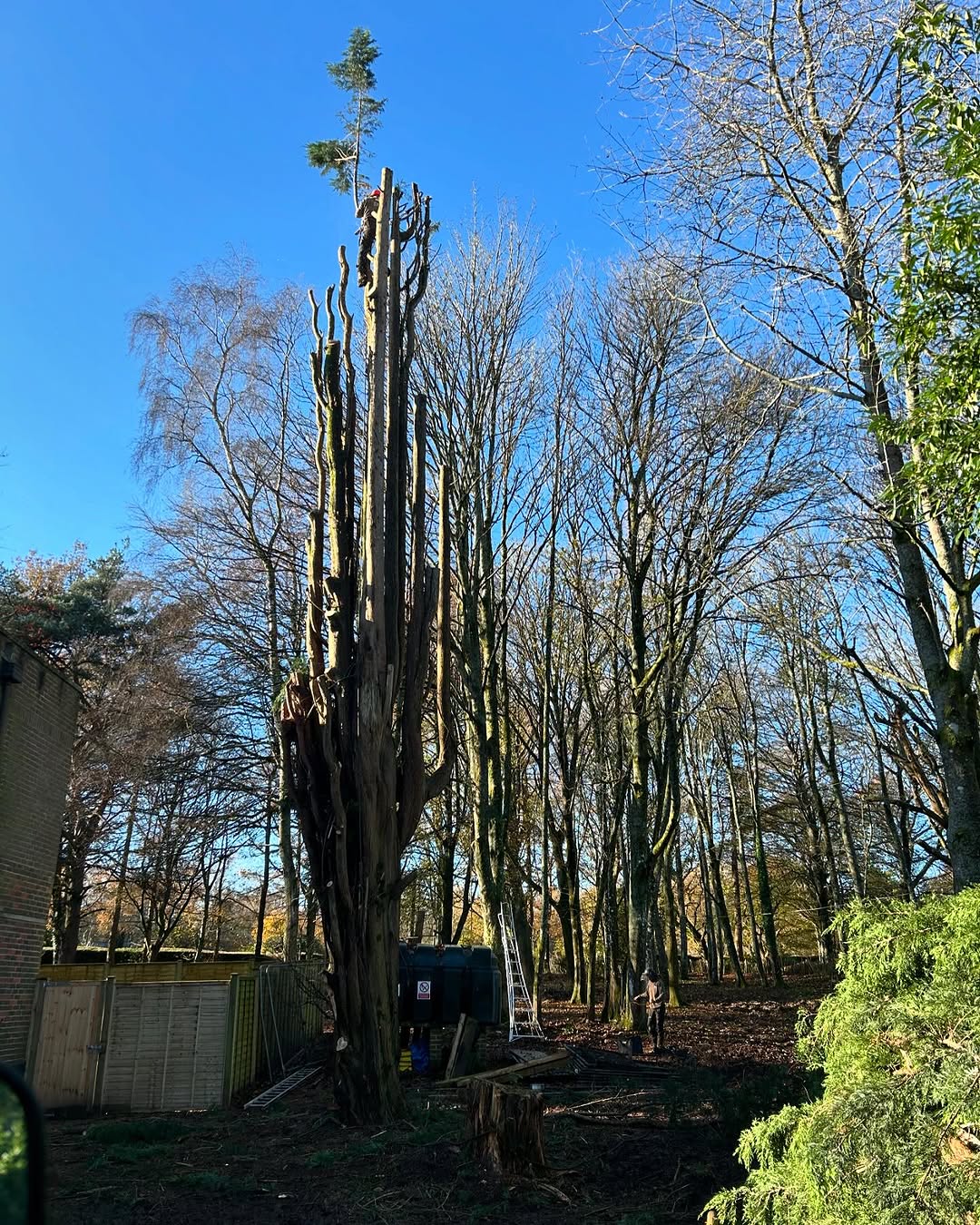 Precision Tree Felling & Dismantling specialists in Midhurst