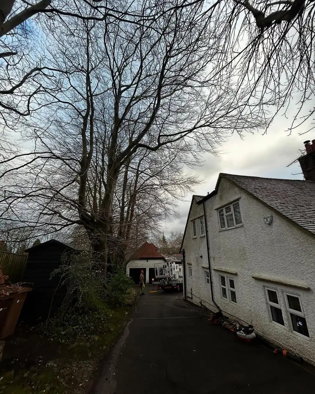 Roadside tree dismantling using a MEWP and controlled access setup - image 3