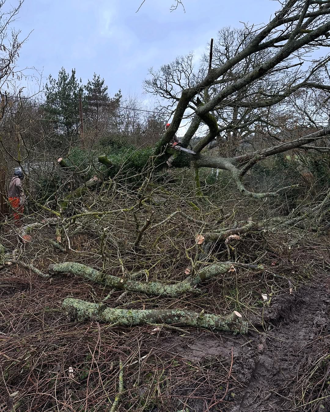Arborist working safely in Sevenoaks