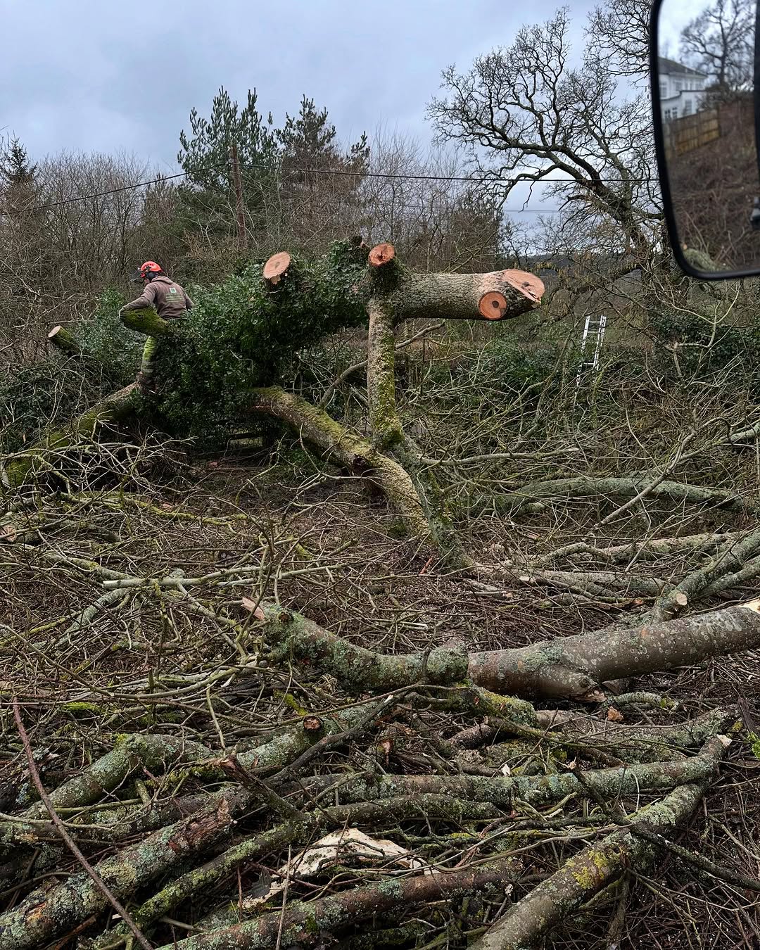 Arborist working safely in Midhurst