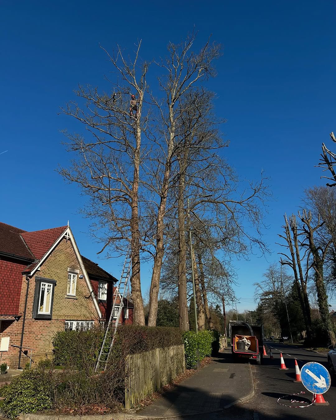 Oak Tree Conservation & TPO Support specialists in Midhurst
