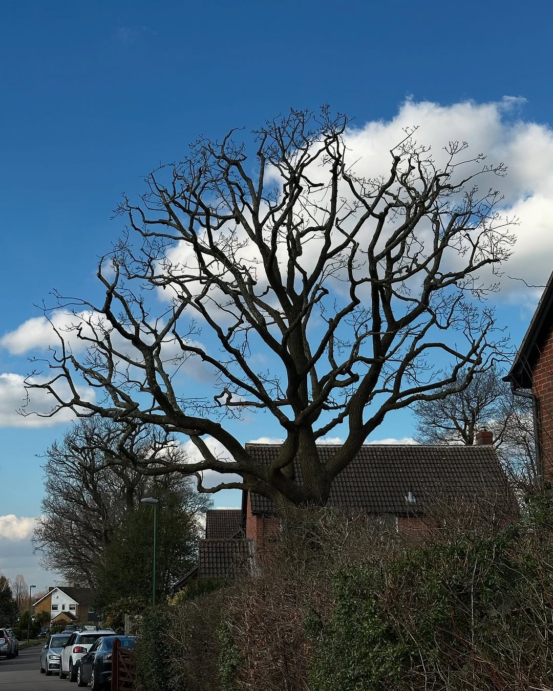 Expert Tree Pollarding specialists in Chichester
