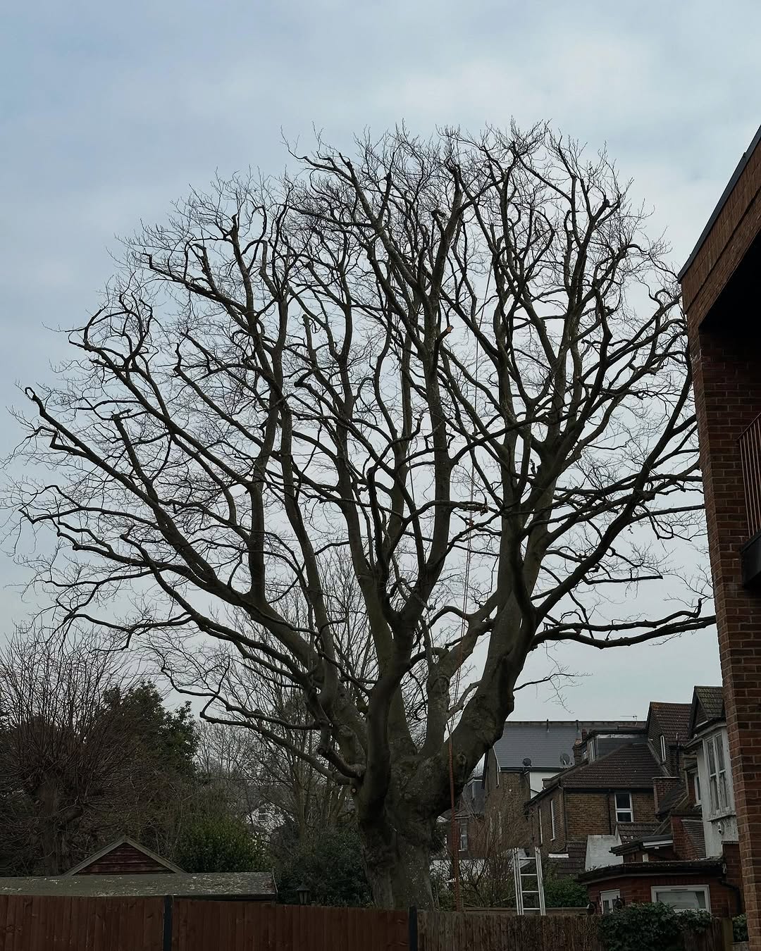 Storm damage tree clearance in Chichester