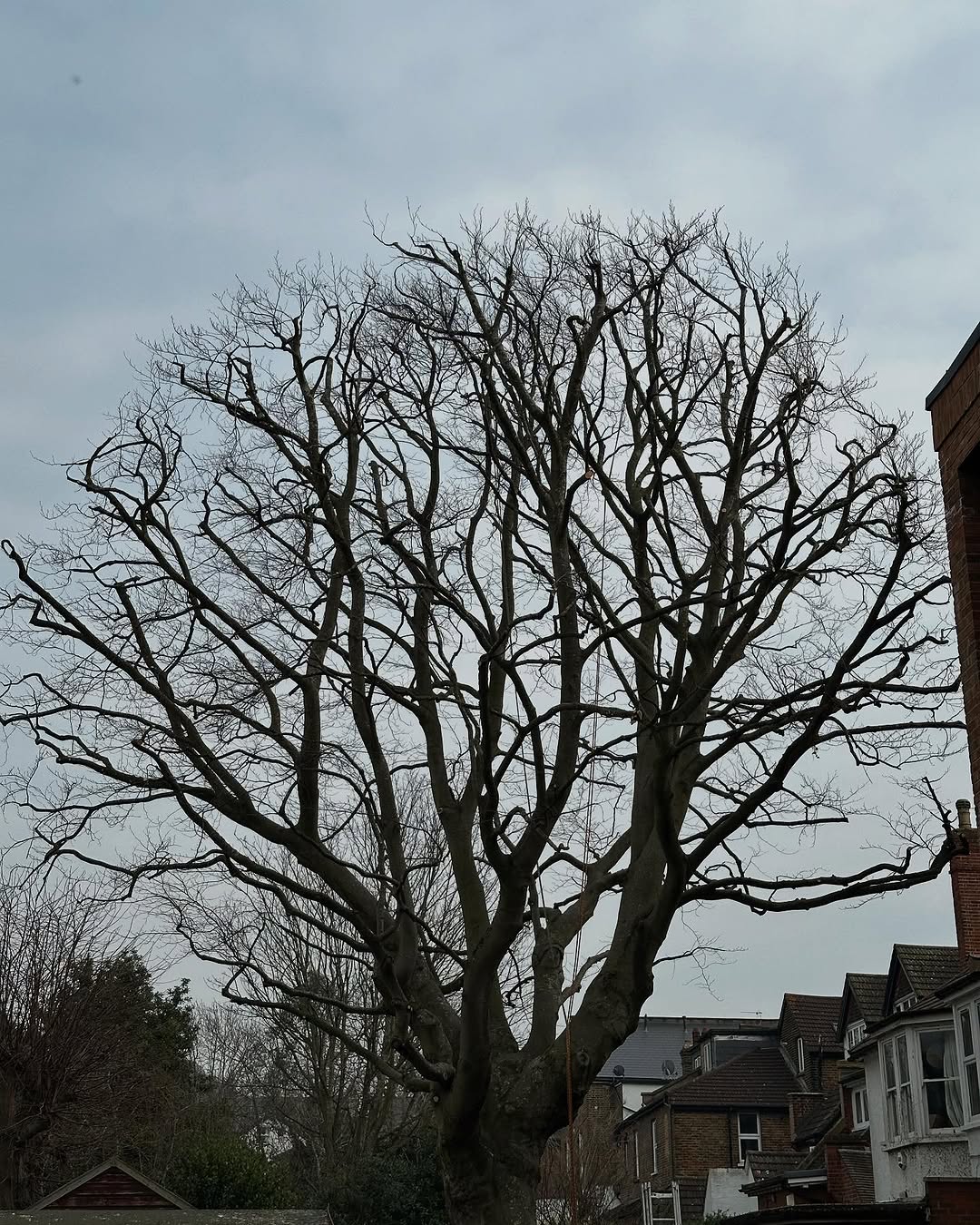 Crown Reshaping & Elite Pruning specialists in Midhurst