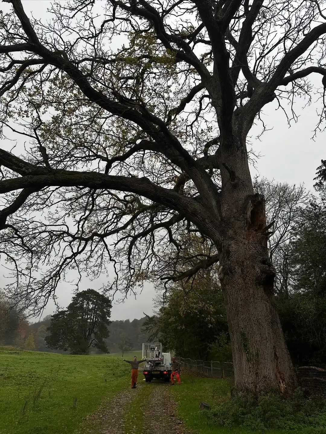 Mature oak being assessed for specialist conservation work and access planning