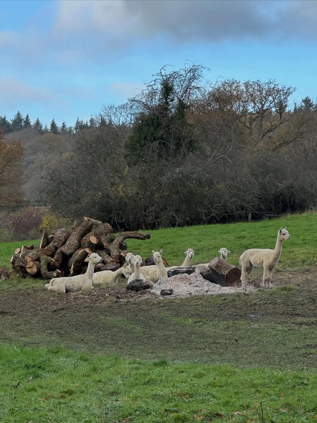 Estate Woodland Renovation specialists in Midhurst