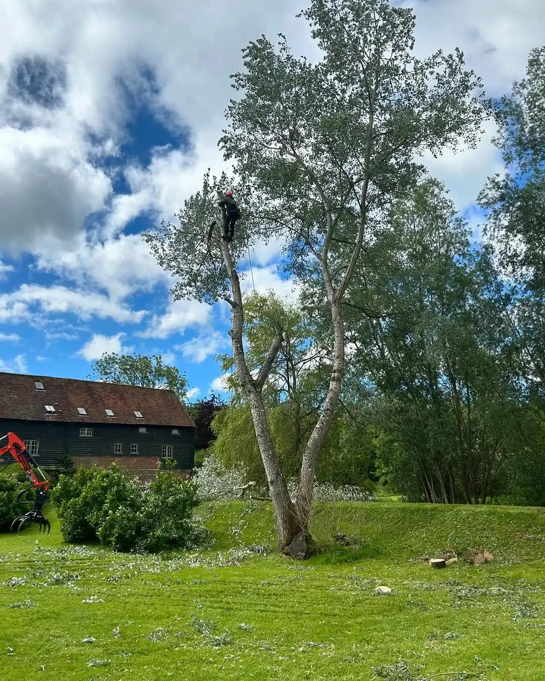 Tree climber carrying out controlled dismantling on tall stems in an open lawn setting