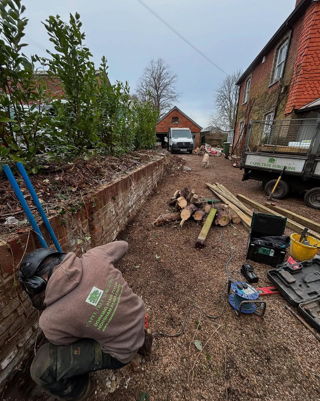 Specialist Deadwood Removal specialists in Midhurst