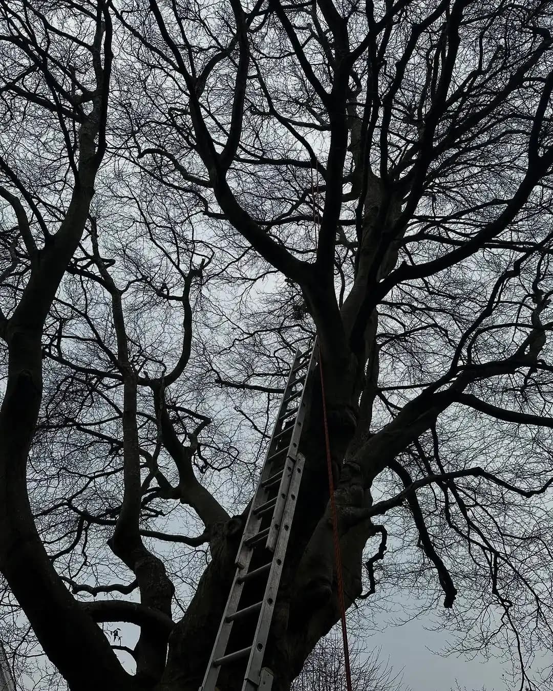 Tree climber removing hazardous deadwood from a mature canopy near buildings