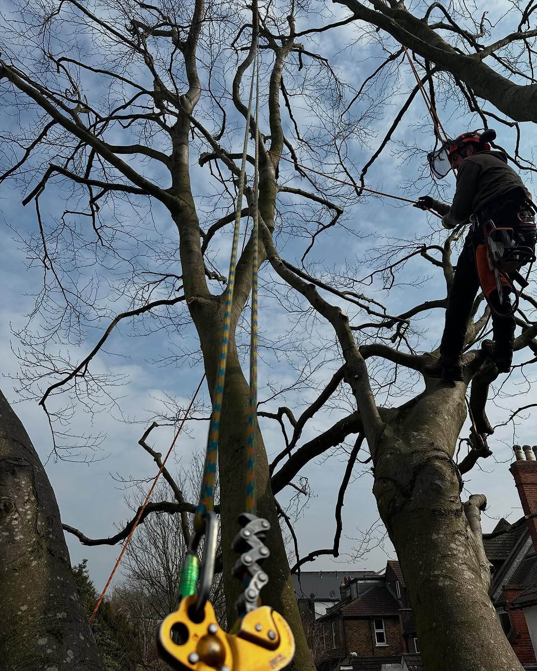 Specialist Deadwood Removal specialists in Chichester