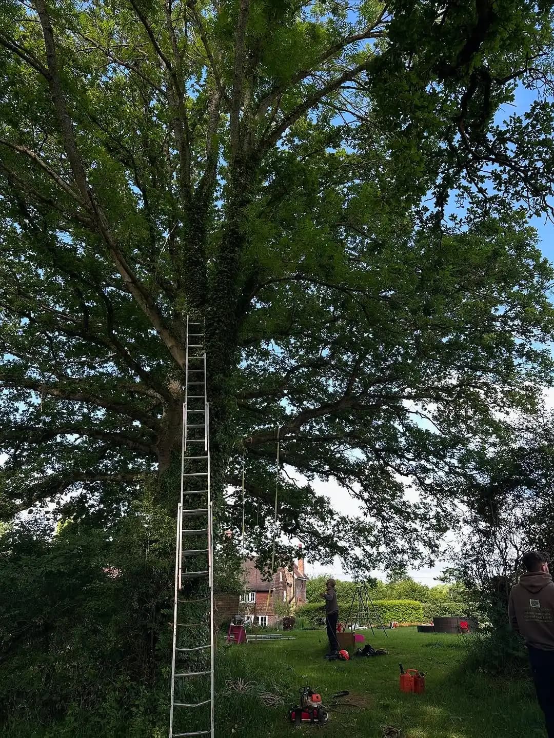 Large oak canopy work with ladder access and supporting machinery