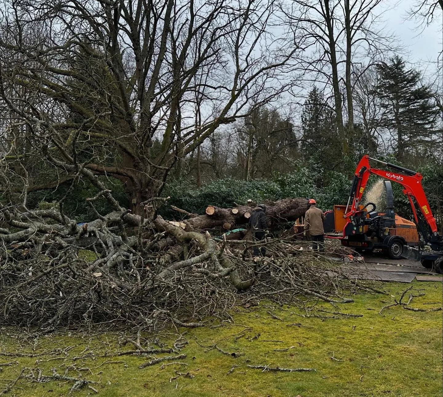 Ash Dieback In The Surrey Hills: Spotting It Before It Fails
