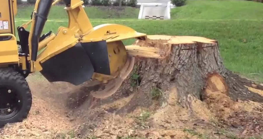 stump removal surrey