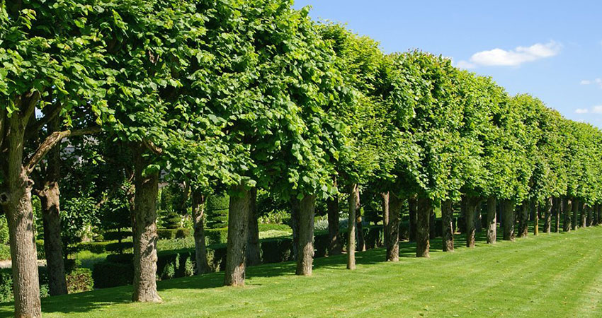 tree surgery sussex